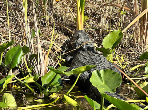 Banana Joe Tours-迈阿密必去景点