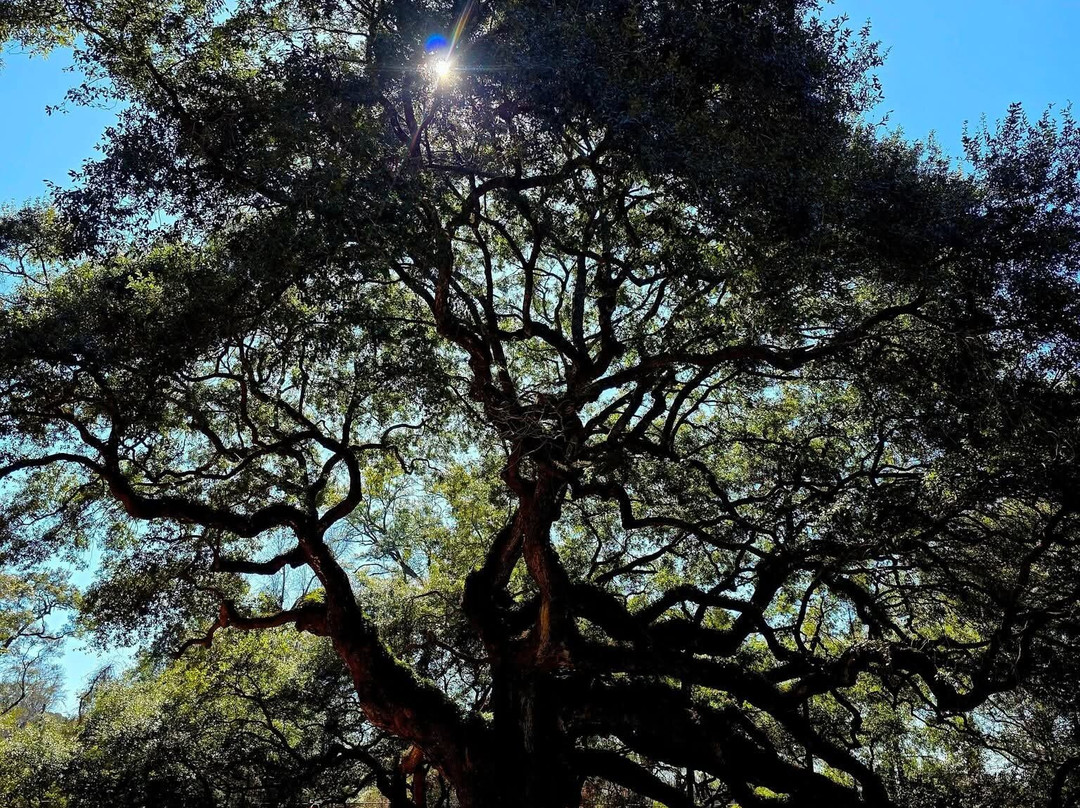 Angel Oak Tree-Johns Island必去景点