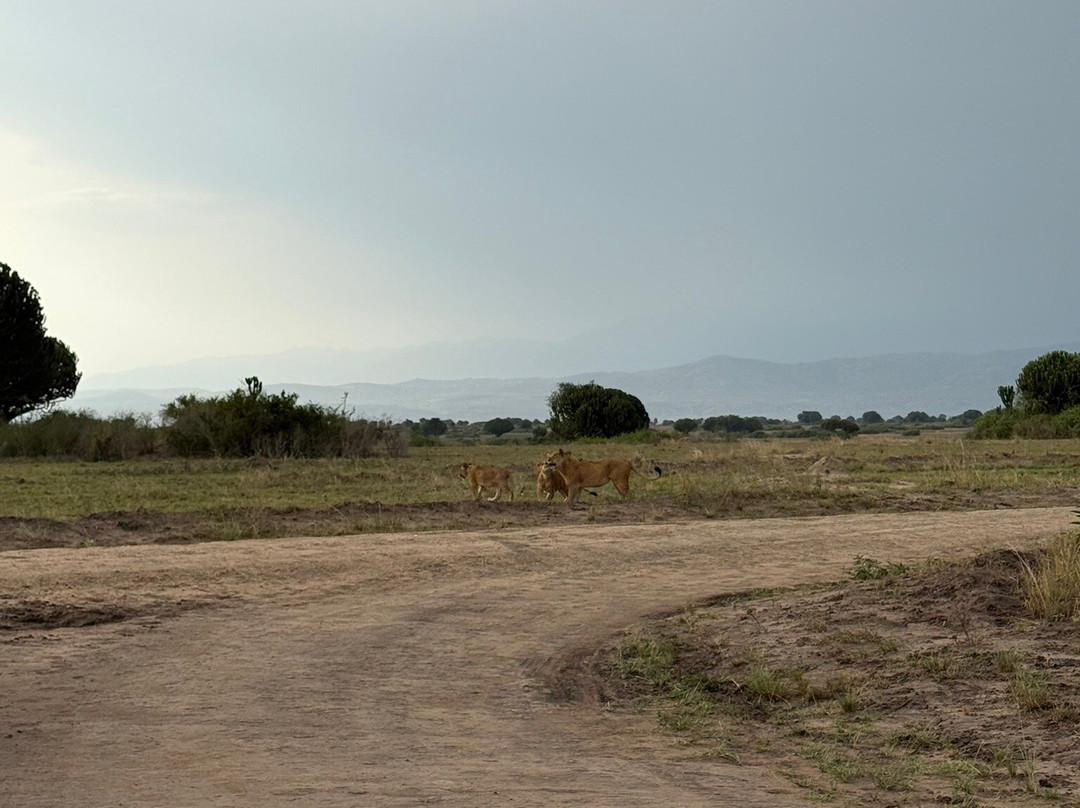 Simba Africa Expeditions Day Tours-坎帕拉必去景点