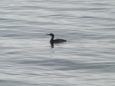 Blackhead Path-Whitehead必去景点