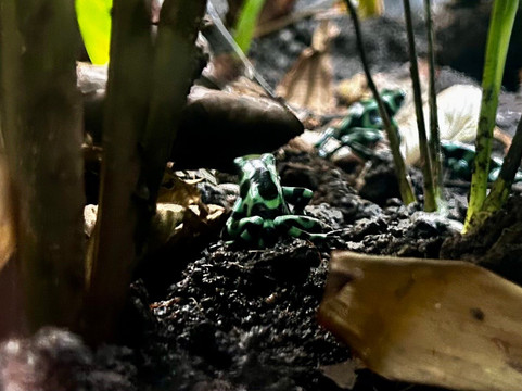 Aquaworld Aquarium & Reptile Rescue Centre-赫索尼索斯必去景点