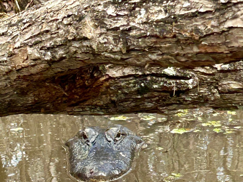 Cajun Country Swamp Tours-布里奥克斯桥必去景点