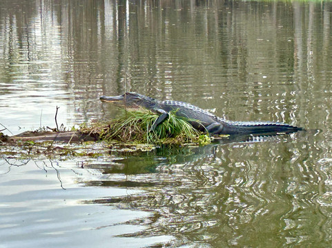 Cajun Country Swamp Tours-布里奥克斯桥必去景点