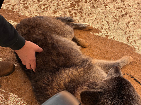 Sedona Wolf Sanctuary-Rimrock必去景点