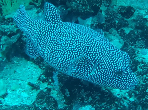 Scuba Iguana-阿约拉港必去景点