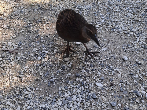 Awakeri Rail Adventures-法卡塔尼必去景点