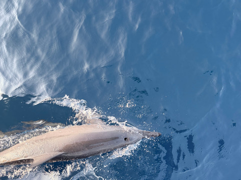 Sub Oceanic at Le Méridien Maldives Resort & Spa-Thilamaafushi必去景点