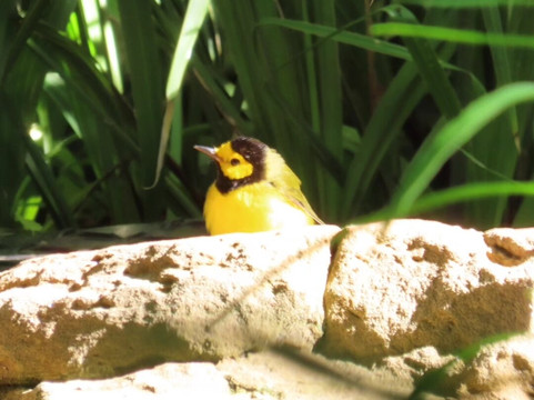 Quintana Neotropical Bird Sanctuary-Quintana必去景点