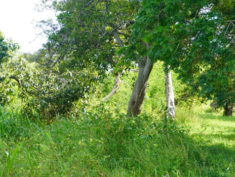 Fluvial Tours-Rurrenabaque必去景点