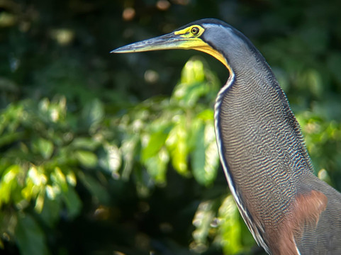 Osa Nature Lovers-Sierpe必去景点