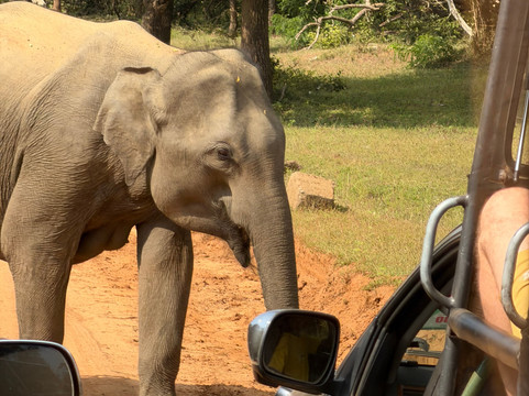 Southern Wild Safari-蒂瑟默哈拉默必去景点