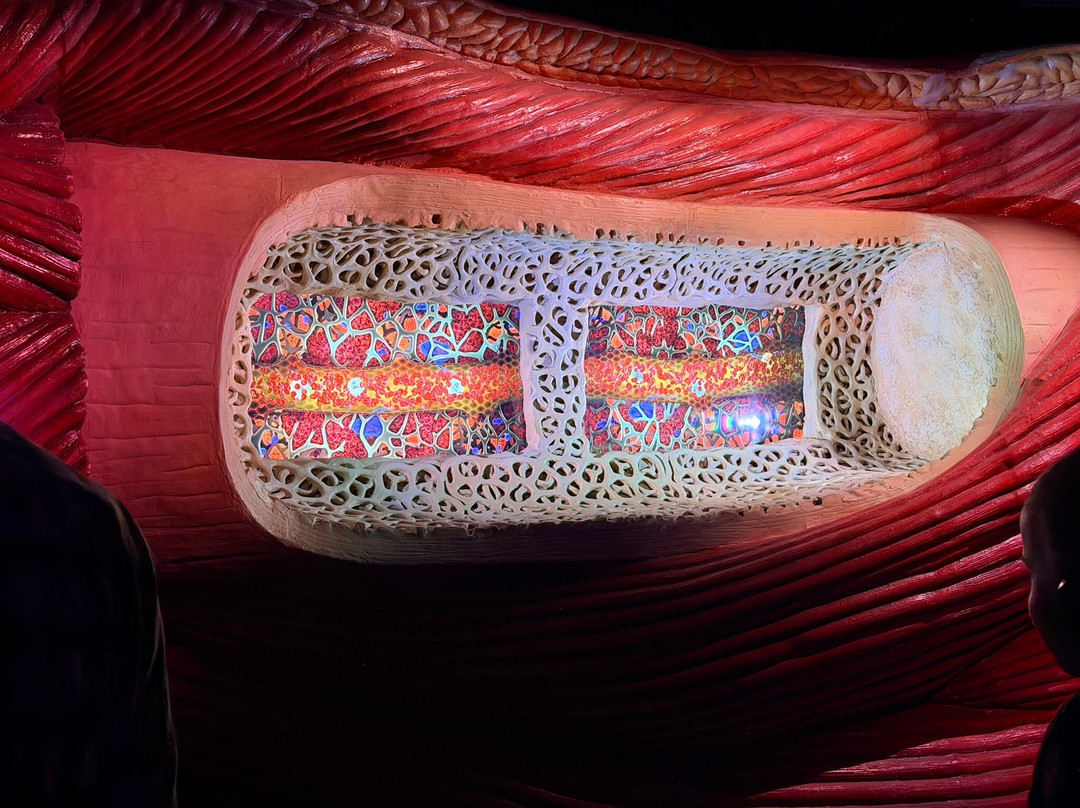 CORPUS 'journey through the human body'-乌赫斯特海斯特必去景点