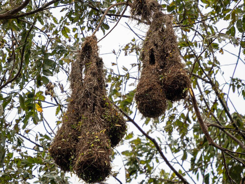 加勒比天堂生态旅馆主图