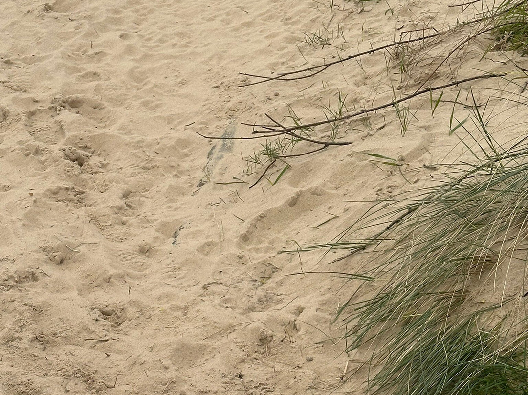 Caister-on-Sea Beach-Caister-on-Sea必去景点