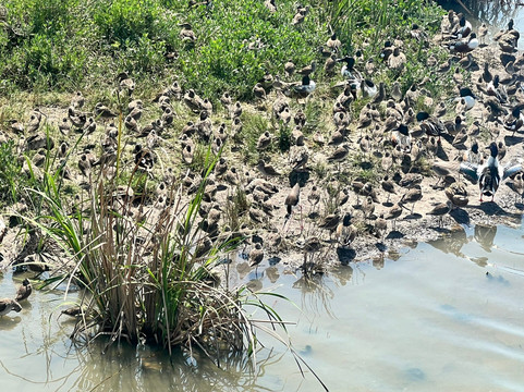 Leonabelle Turnbull Birding Center-阿兰瑟斯港必去景点
