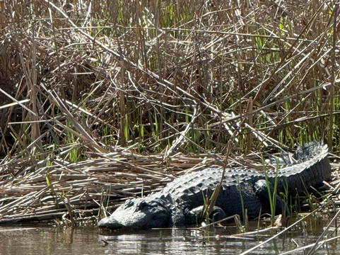Airboat Express - Tours-Spanish Fort必去景点