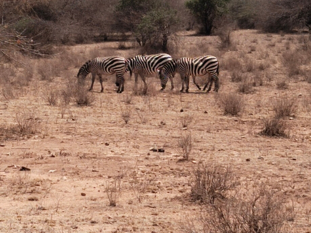 Maasai Safari & Cultural Tours-Kimana必去景点