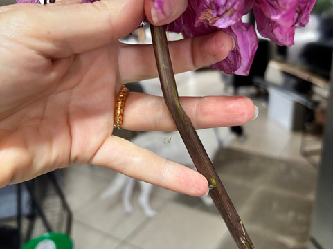 Adene's Farm Flowers-Wolseley必去景点