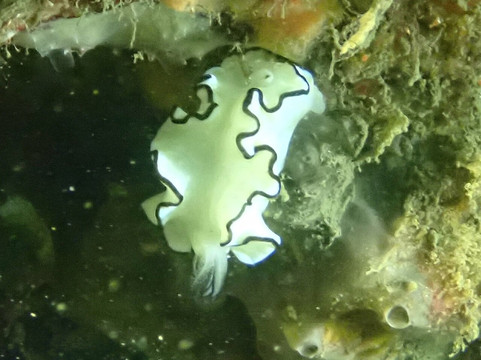 Dive Centre Manly-曼利议会必去景点