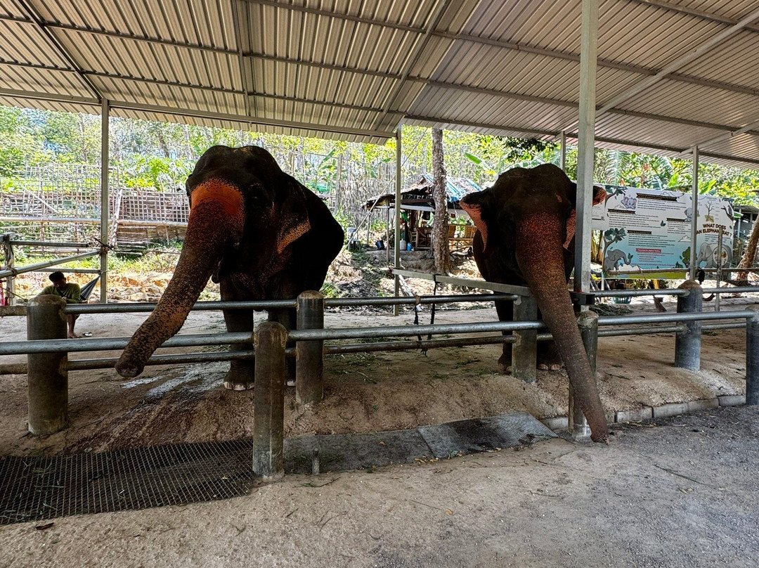 Phuket Elephant Care-奈通必去景点