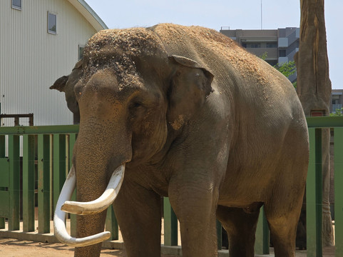 神户市立王子动物园-神户市必去景点