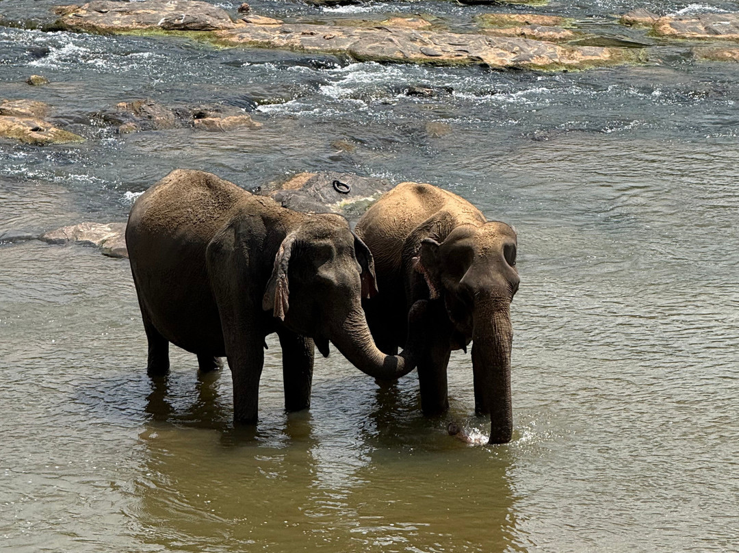 Sunrise Sri Lanka Travels and Tours-Ekala必去景点
