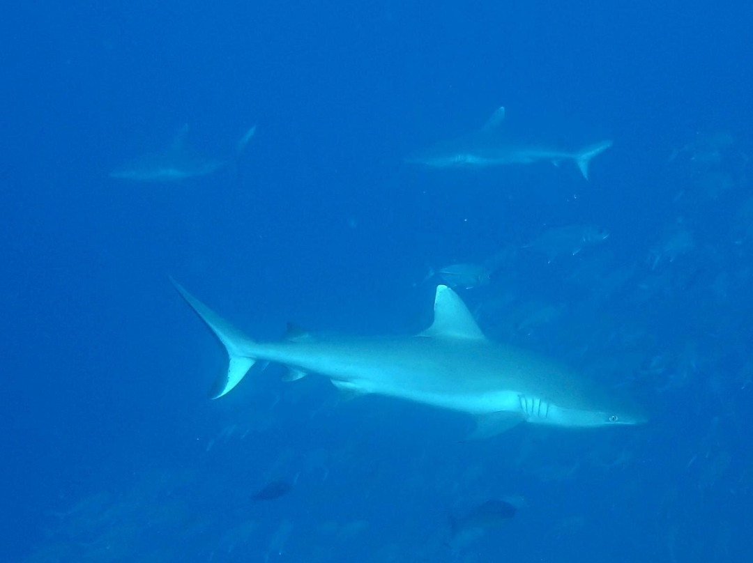 Dive & Sail Ellaidhoo-埃拉胡岛必去景点
