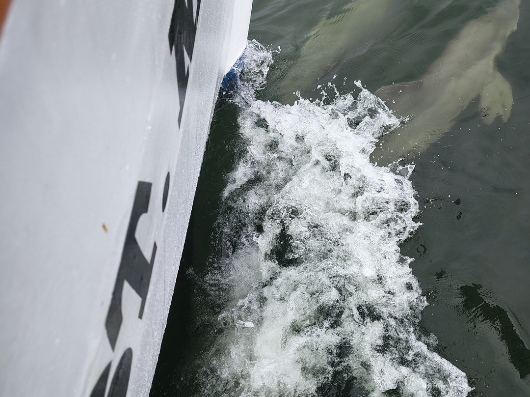 Tarpon Springs Sponge Docks-塔彭斯普林斯必去景点