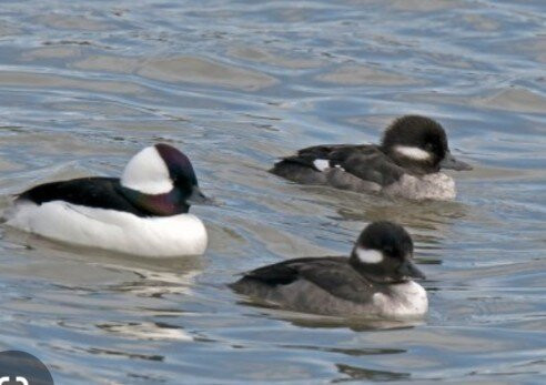 Gray Lodge Wildlife Area-Gridley必去景点