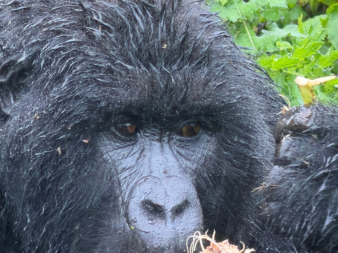 Gorilla Trek Africa-吉佳利必去景点