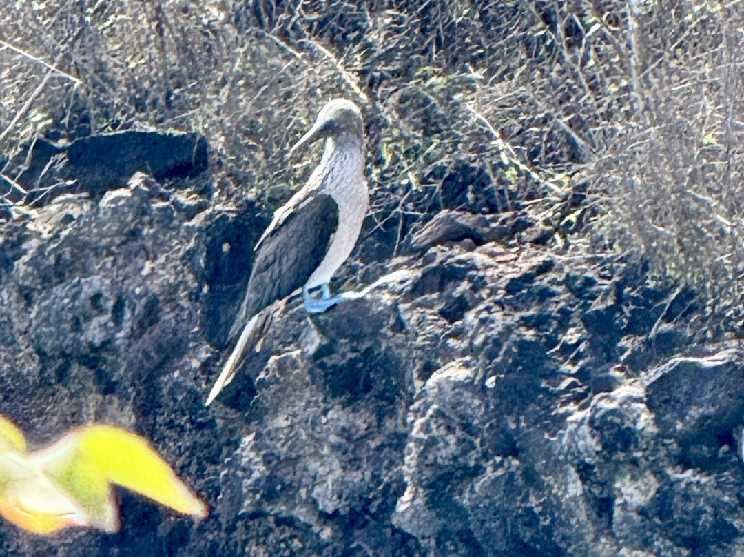 Cerro Tijeretas-Puerto Baquerizo Moreno必去景点