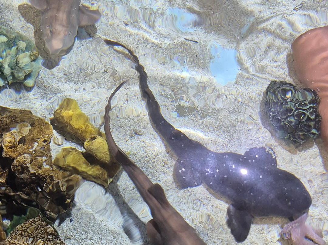 Skegness Aquarium-斯凯格内斯必去景点