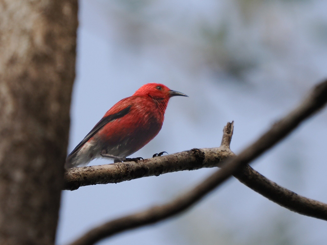 Kona Cloud Forest Sanctuary-凯鲁瓦-柯纳必去景点