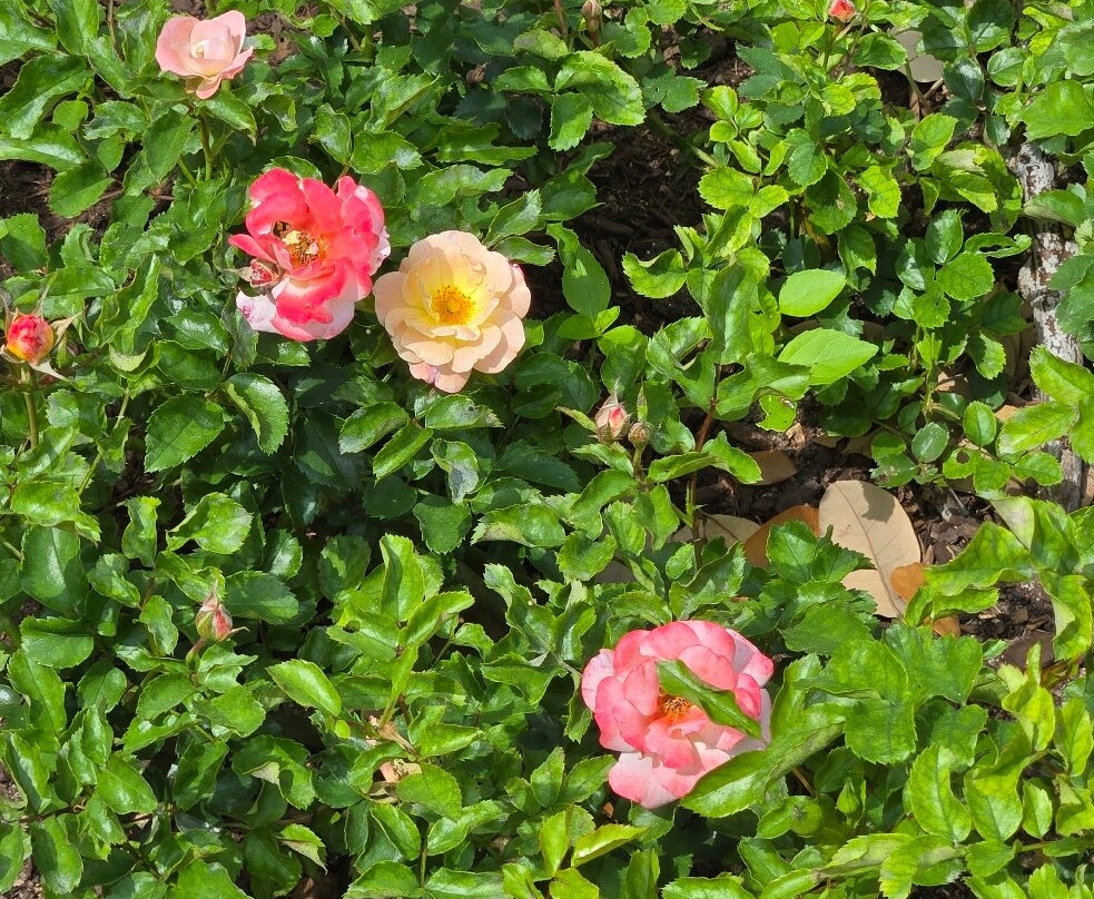 Zilker Botanical Garden-奥斯丁必去景点