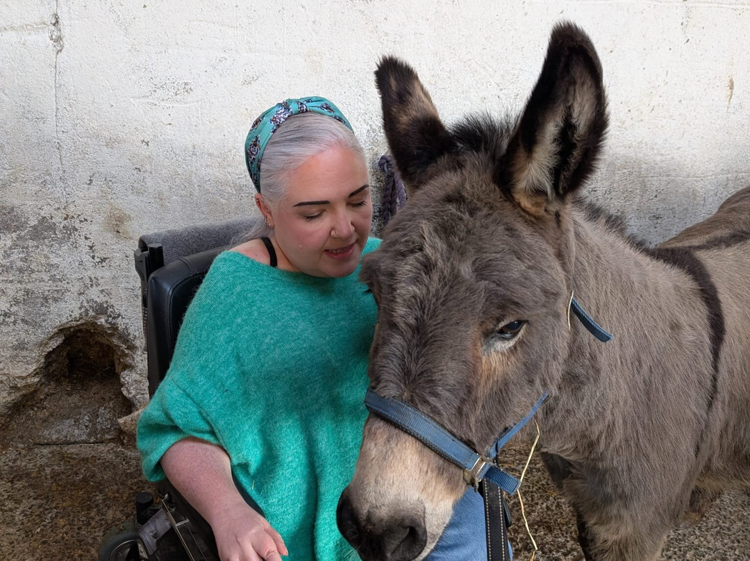 Kinedale Donkeys-Ballynahinch必去景点