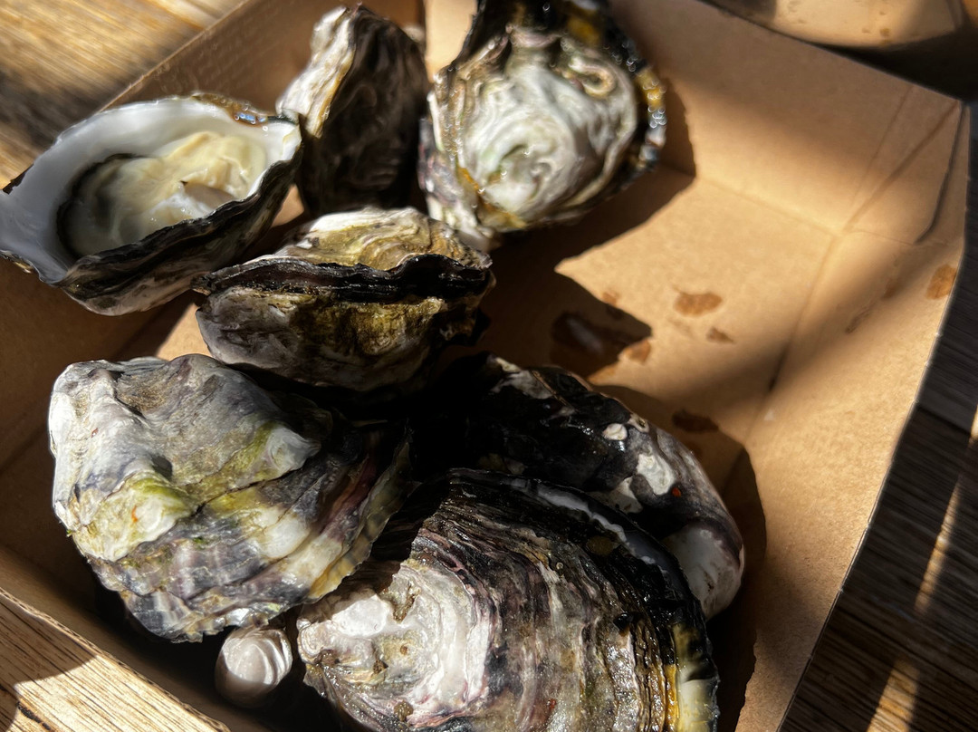 Fleurty's Oyster Farm Tour-Oyster Cove必去景点
