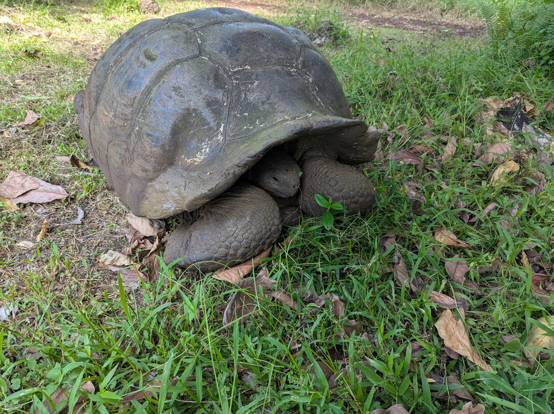 Charles Darwin Research Station-阿约拉港必去景点