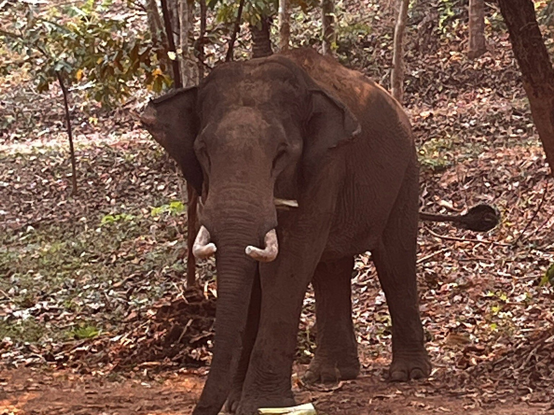 Elephant Conservation Center-Sayaboury必去景点