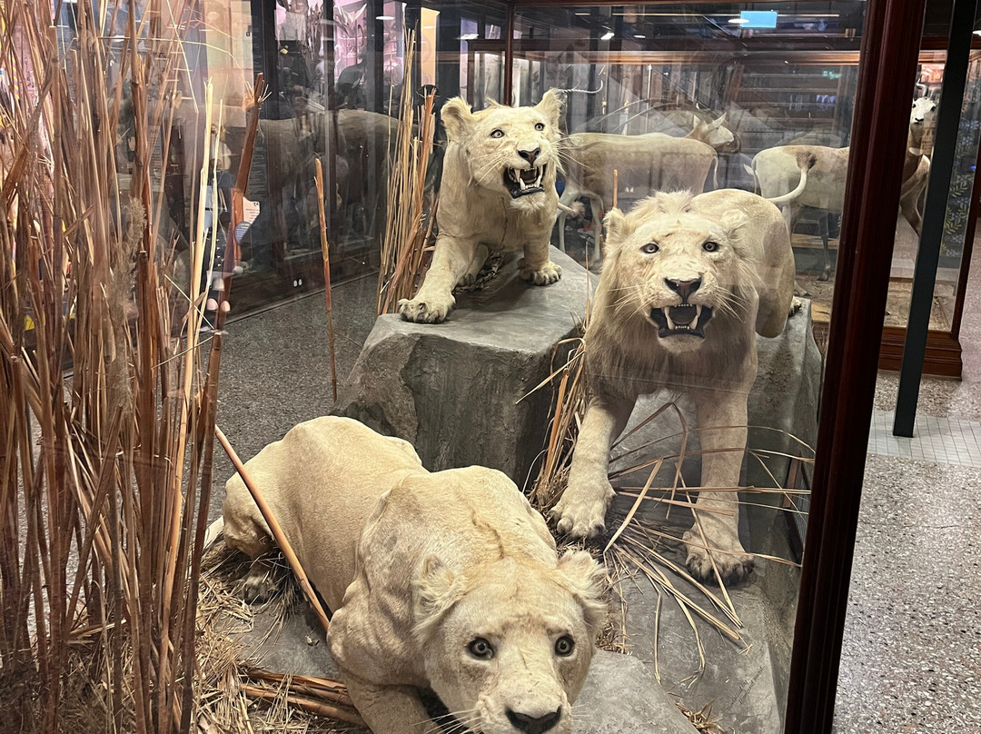 Norwich Castle Museum & Art Gallery-诺威奇必去景点