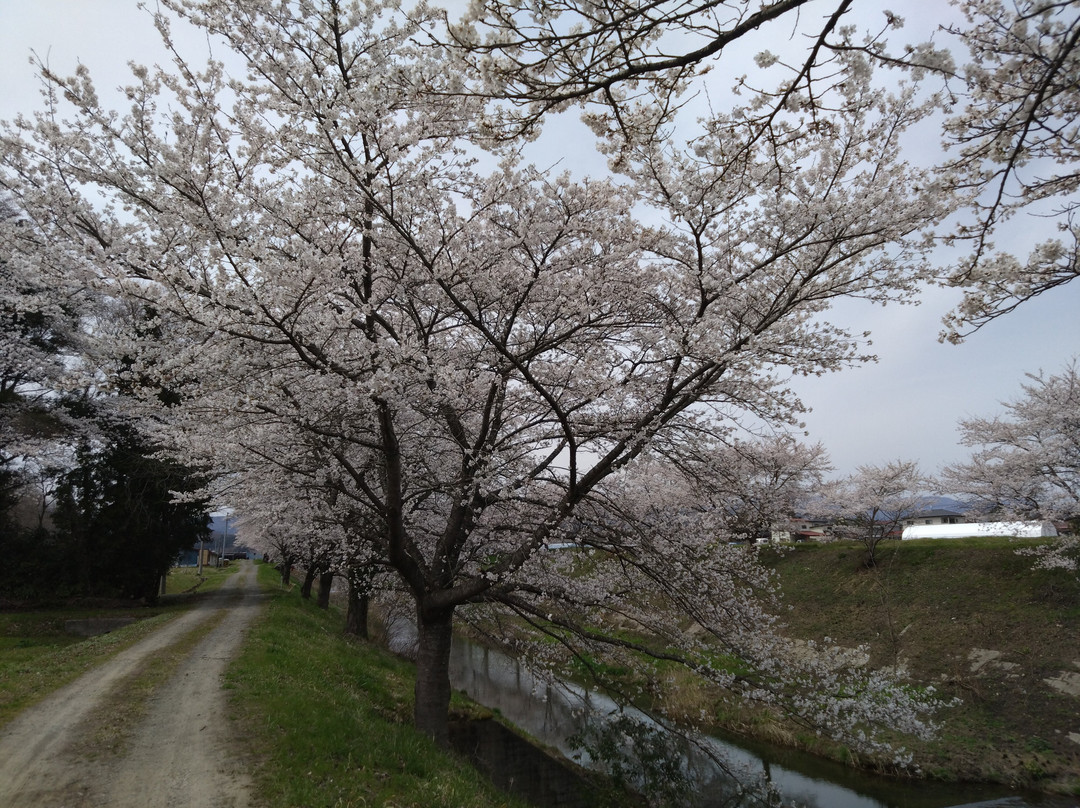 Fujitagawa Fureai Zakura