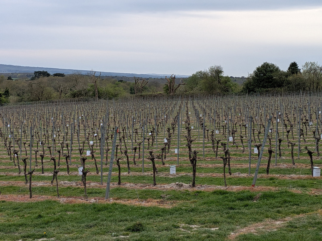 Greyfriars Vineyard-Puttenham必去景点
