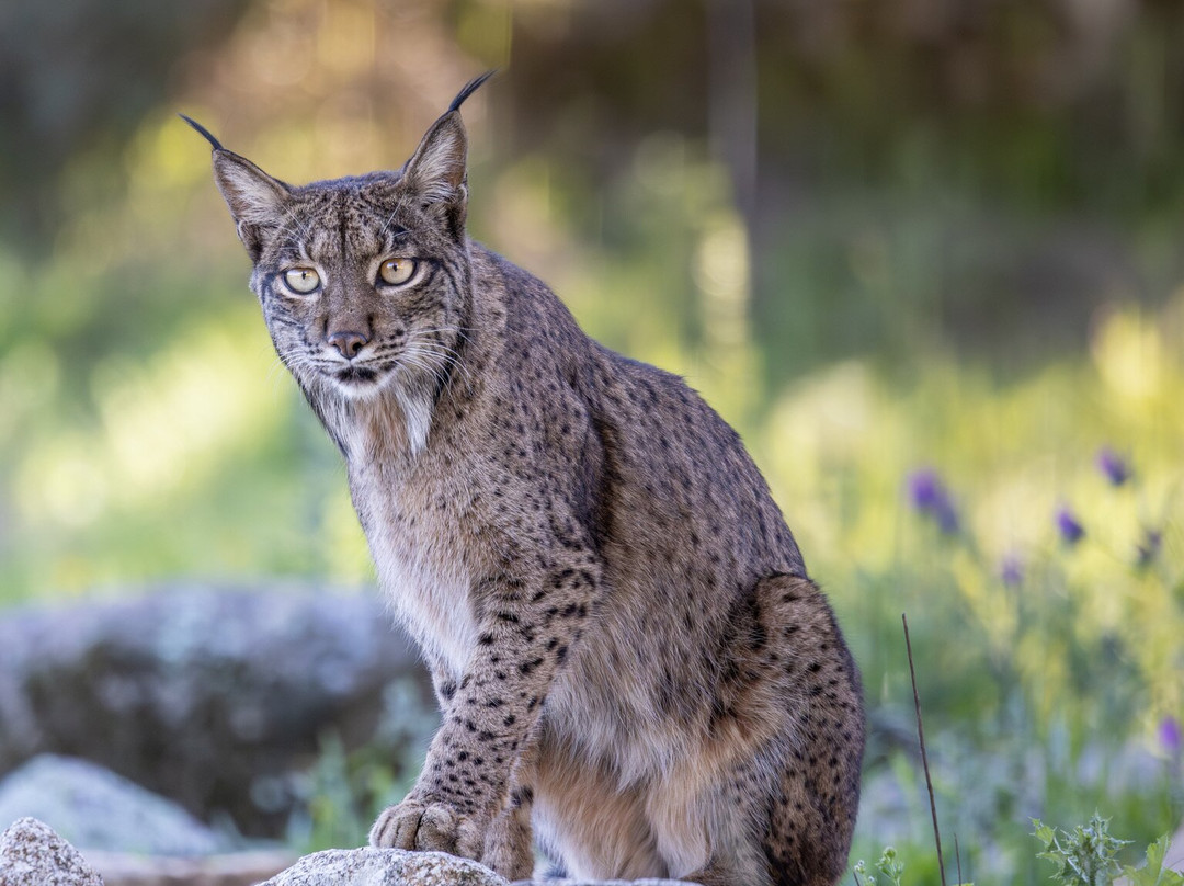 Iberian Lynx Land-Andujar必去景点