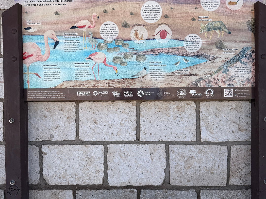 Laguna Chaxa-圣佩德罗-德阿塔卡马必去景点