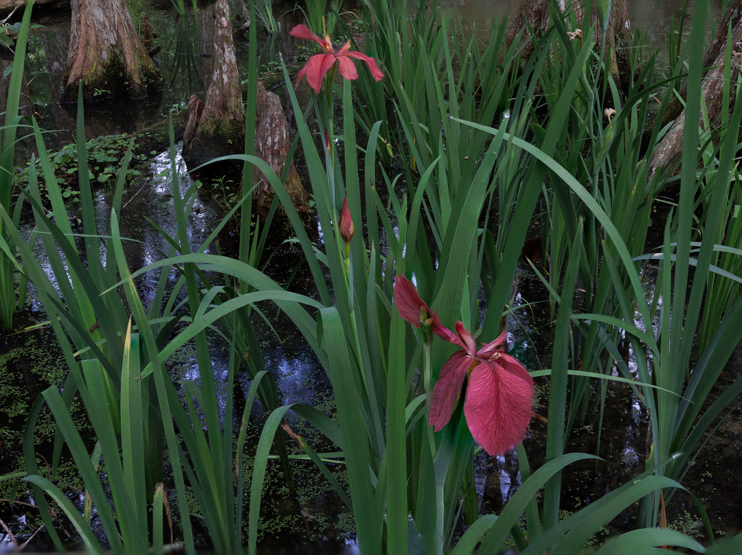 Palmetto Island State Park-Abbeville必去景点