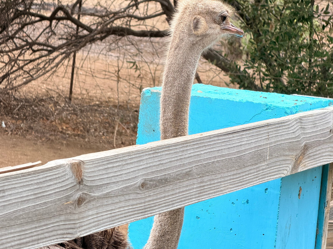 Curacao Ostrich Farm-库拉索必去景点