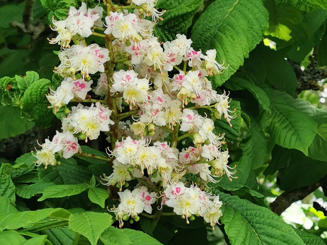 Easton Walled Gardens-格兰瑟姆必去景点