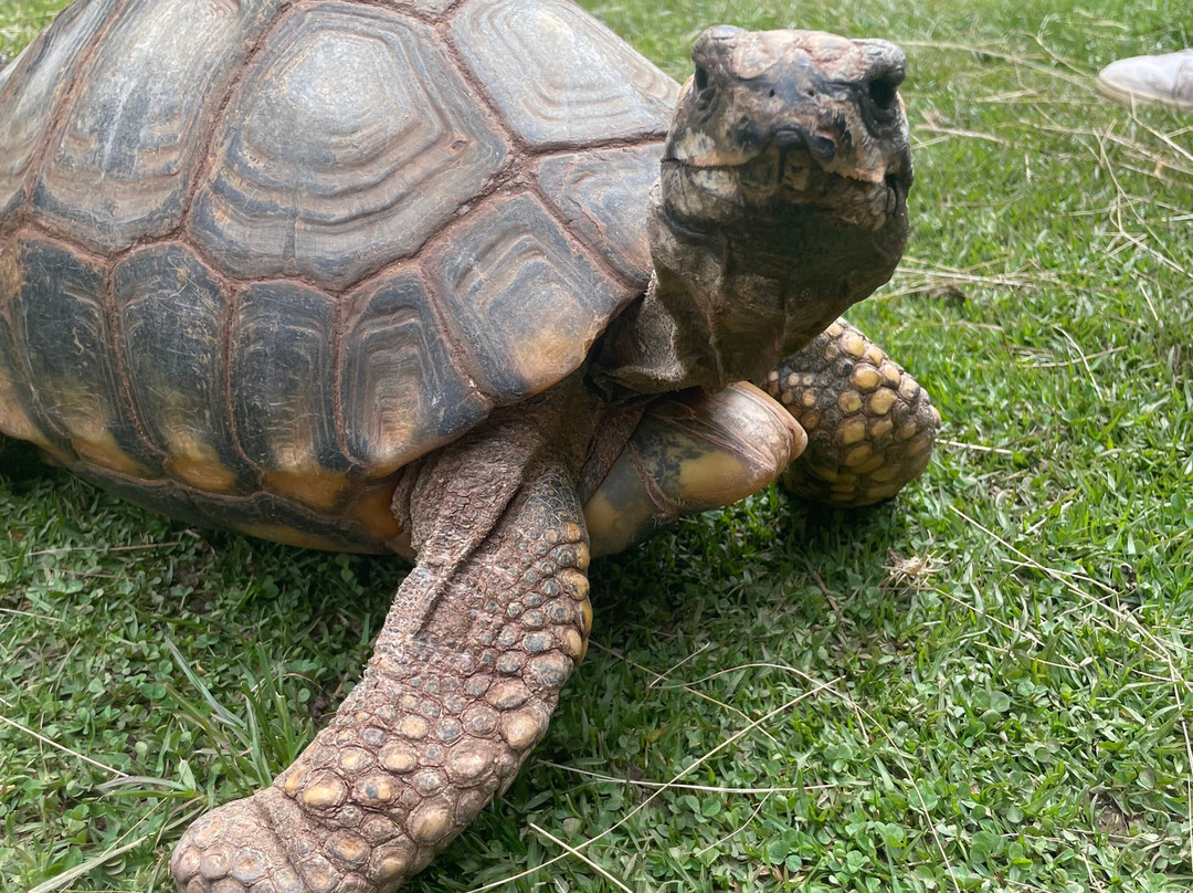 Cochahuasi Animal Sanctuary-库斯科必去景点