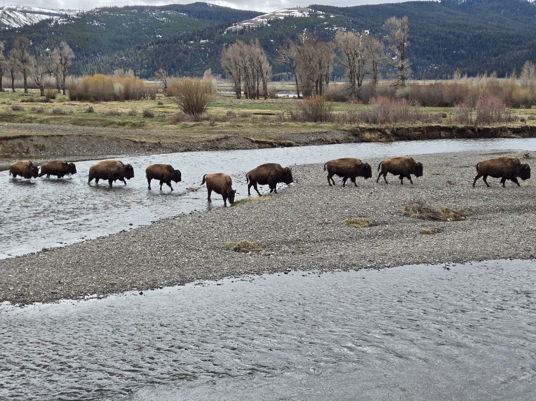 Yellowstone Wolf Tracker-加德纳必去景点
