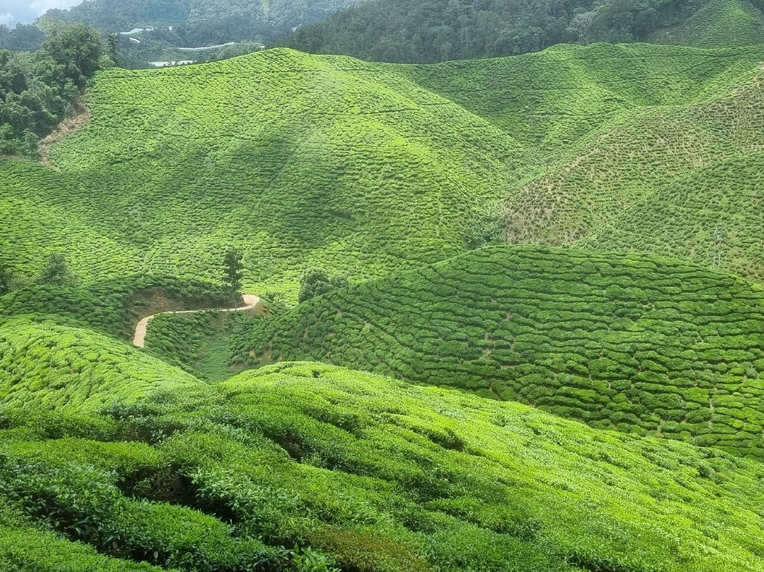 Cameron Bharat Tea Estate-丹那拉塔必去景点