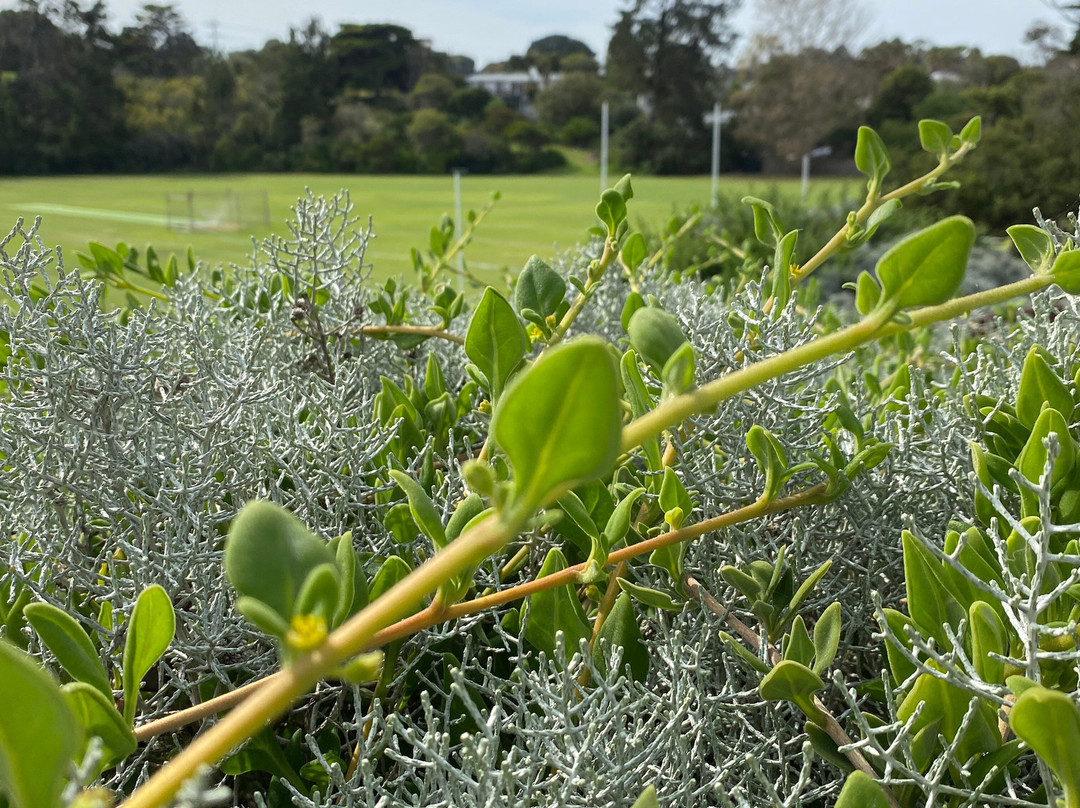 Percy Cerutty Oval (portsea Reserve)-波特西必去景点